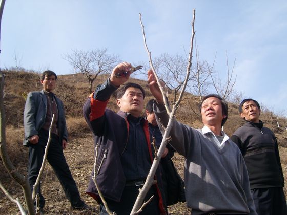 開展果樹嫁接、修剪等技術(shù)培訓(xùn).JPG